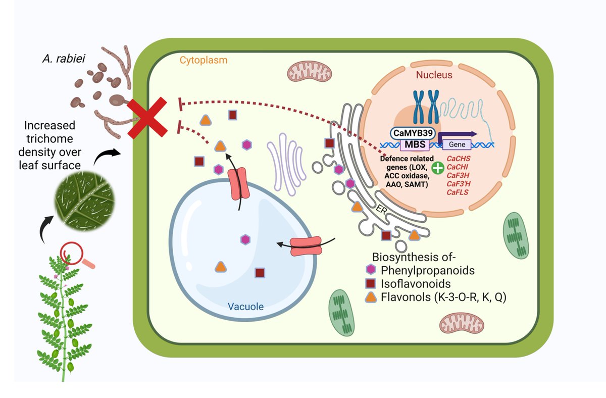 A research article from Dr Ashutosh Pandey’s group entitled “The R2R3-MYB-SG7 transcription factor CaMYB39 orchestrates surface phenylpropanoid metabolism &amp; pathogen resistance in chickpea” has been published in ‘New Phytologist’. 
<a href="/DBTIndia/">Department of Biotechnology</a> <a href="/AshutoshNIPGR/">Ashutosh Pandey</a>
nph.onlinelibrary.wiley.com/doi/epdf/10.11…