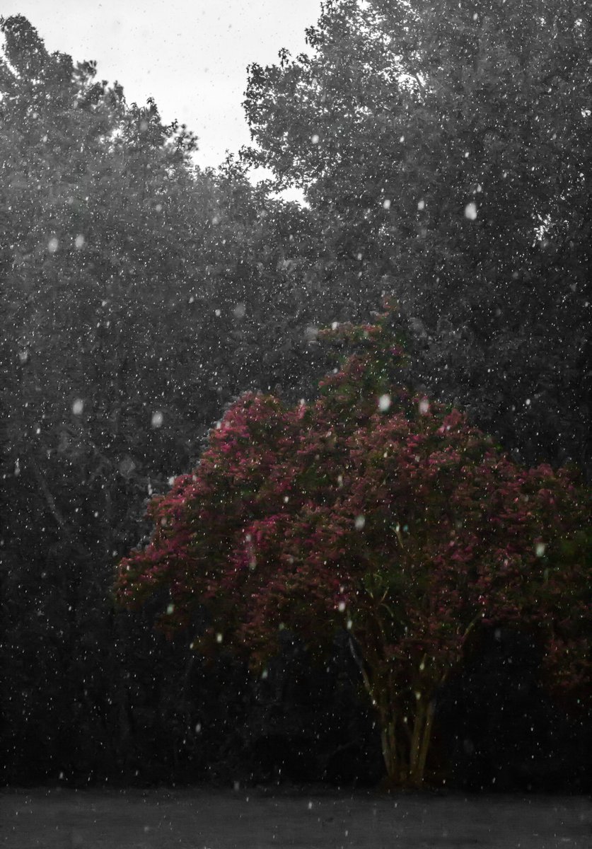 _Dartroom's tweet image. The Still of a Storm 

by @MutantMangos 

dart.ws/n/cgqtaaa

#NFTart #Algorand #photography #NFTs #NFT #Art 
#Algo $Algo #NFTartist #AlgorandNFTs #algofam