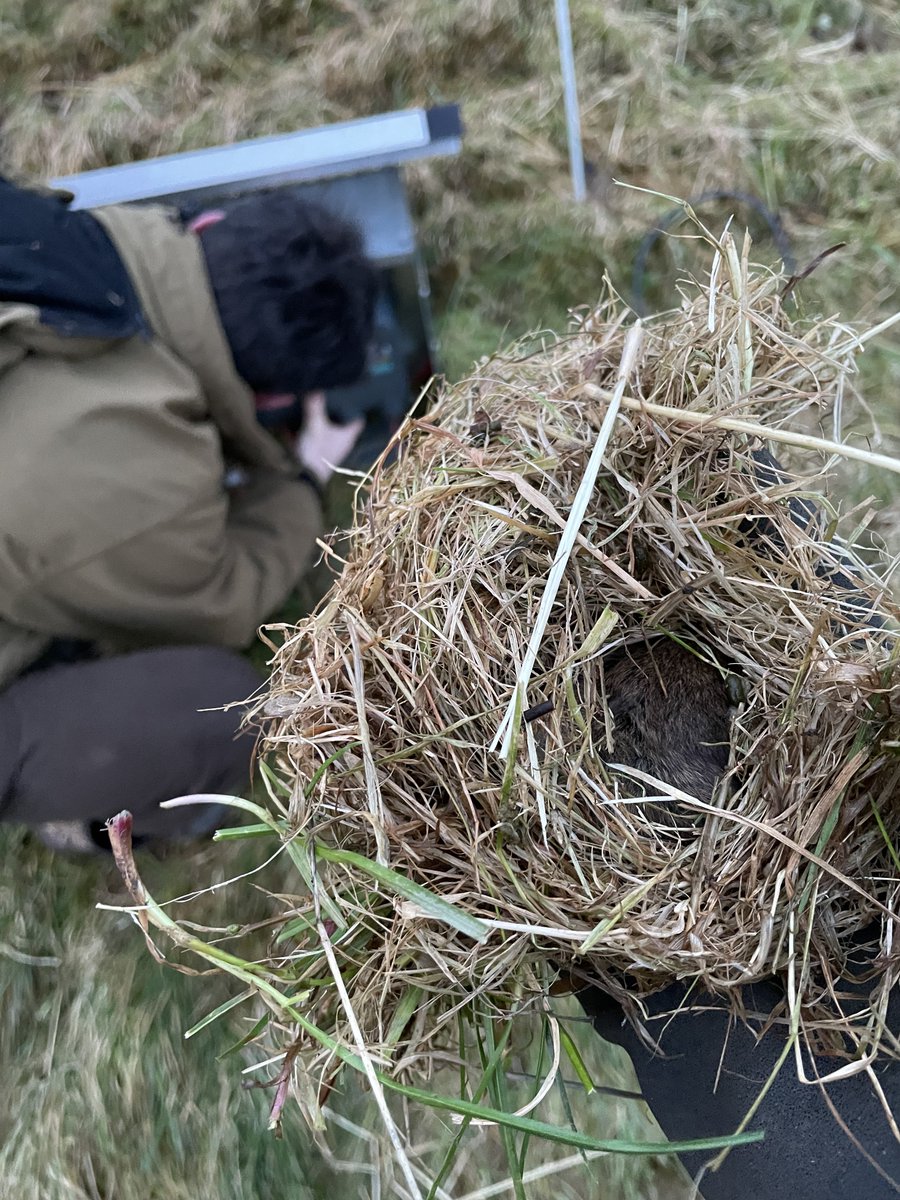 Howemill tweet media