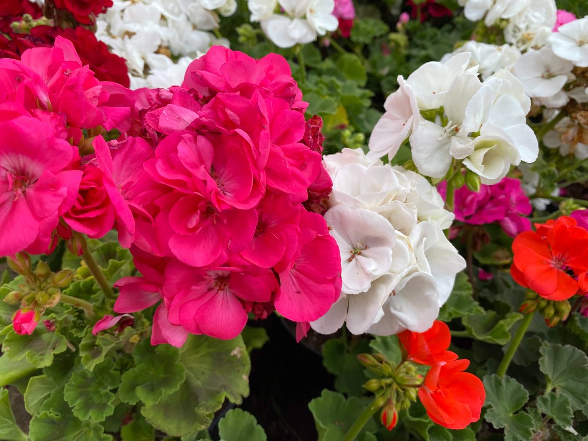 SAPS_News's tweet photo. #PlantsInScienceCurriculum
Pelargoniums (Geraniums) can be used in the lab for a wide variety of topics from adaptation to pollen tube growth.
💮💮💮💮💮💮💮💮💮💮
Find out about sourcing, propagation & teaching topics here:
https://t.co/NanwuNTDSn
#plantsci https://t.co/FaAJbQP3Dh