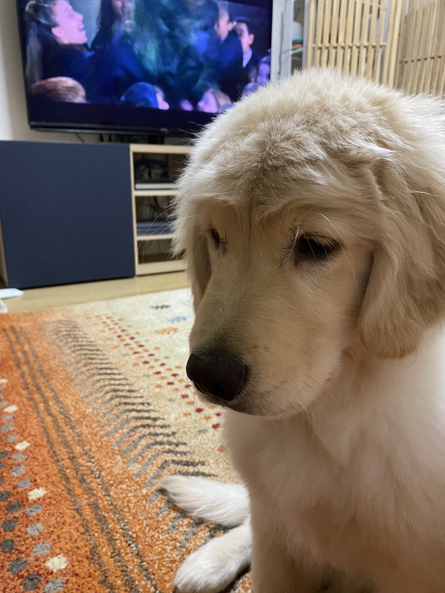 ゴールデンレトリバーのテヤンとクルムTaeyang&Guleum on Twitter "ハリーポッターと角刈りのゴル。 ゴールデン