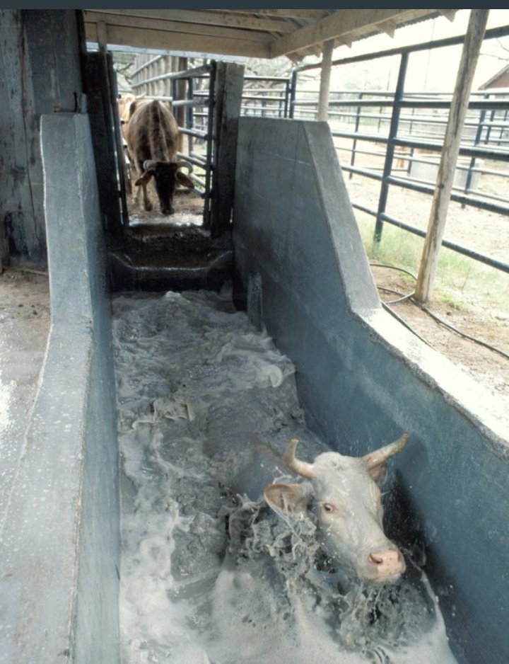 The Govt is on a mission to construction 5 000 dip tanks by 2025 to reduce theileriosis & other cattle diseases. 🐄More than 4 000 dip tanks have been constructed since 2021, setting the country on course to achieve this goal #AnimalWellbeing #DiptankInfrastructure #EDWORKS