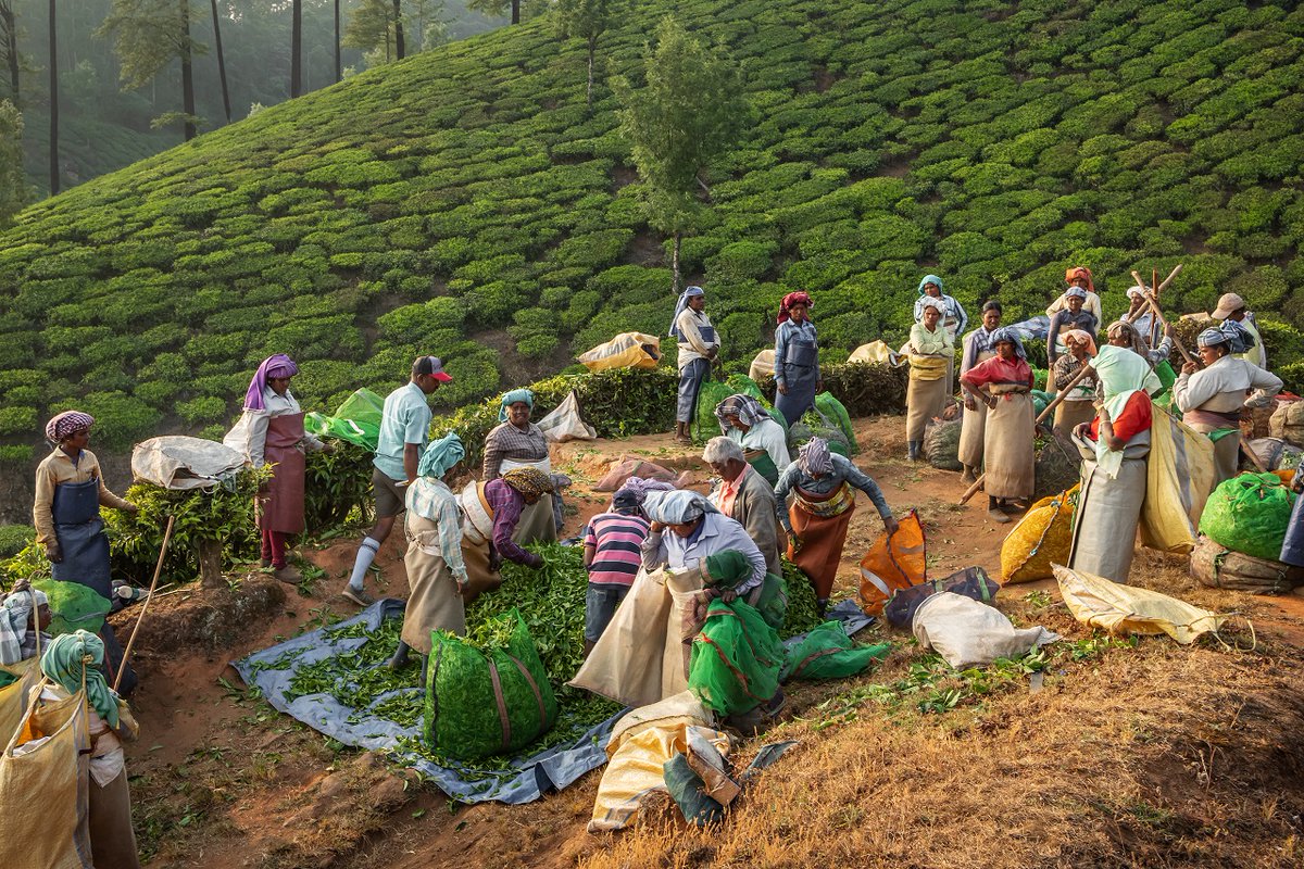 With just over one week to go CEO &amp; Founder of <a href="/THIRST_int/">THIRST</a>  <a href="/sabisabel/">Sabita Banerji</a> continues to mobilise the #tea industry around the Global Tea Producers Survey.

Read her new blog to find out why tea producers should take part and brands should welcome it buff.ly/3wlli0u