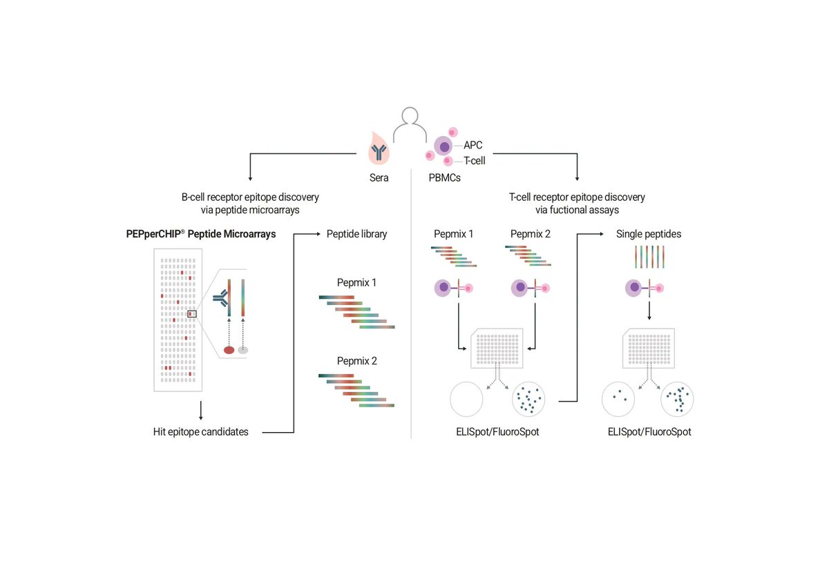 PEPperCHIP's tweet image. New poster! We have recently presented our data on &quot;Identification of overlapping B-cell and T-cell epitopes&quot; Download it here: buff.ly/3wdG3eG
#tcell #epitopemapping