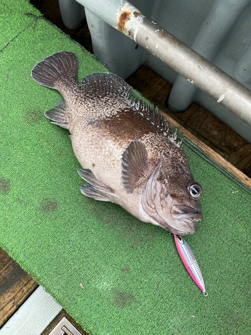 今日は史上最強寒波前、駆け込みで船釣りに行って来ました。
今年最初の釣果は50㎝オーバーのマゾイをはじめ、種類豊富で上々です!
しかし、この寒さ…まさに津軽海峡冬景色でしたわw 