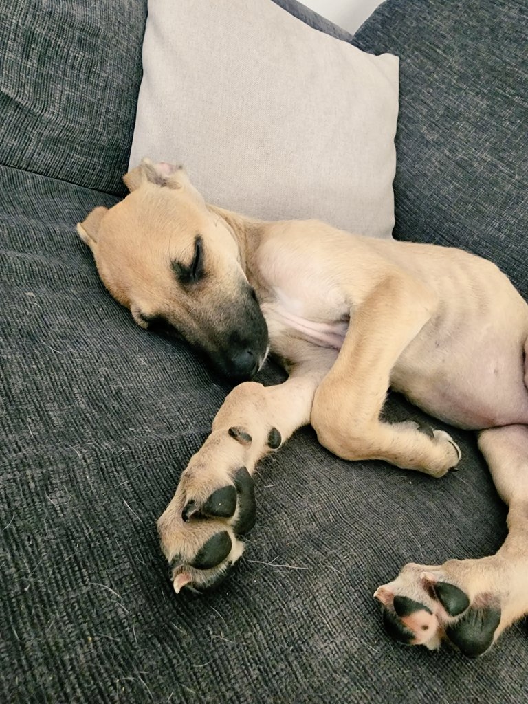 charoosua's tweet image. Hola hola 👋, nube se encuentra en adopción responsable, galguibebe😍 de 2 meses aprox busca hogar definitivo🏠🏠. Anímate🙈 o rt 🙏🙏. días porque Buenos son los perris🐶 @RosSolidaria @juliserra2