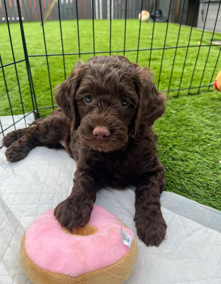 Indigo mascot #Coco , is 6 months old… that makes her 7 years old in human years. So coco deserves a happy birthday 🥳 🤣