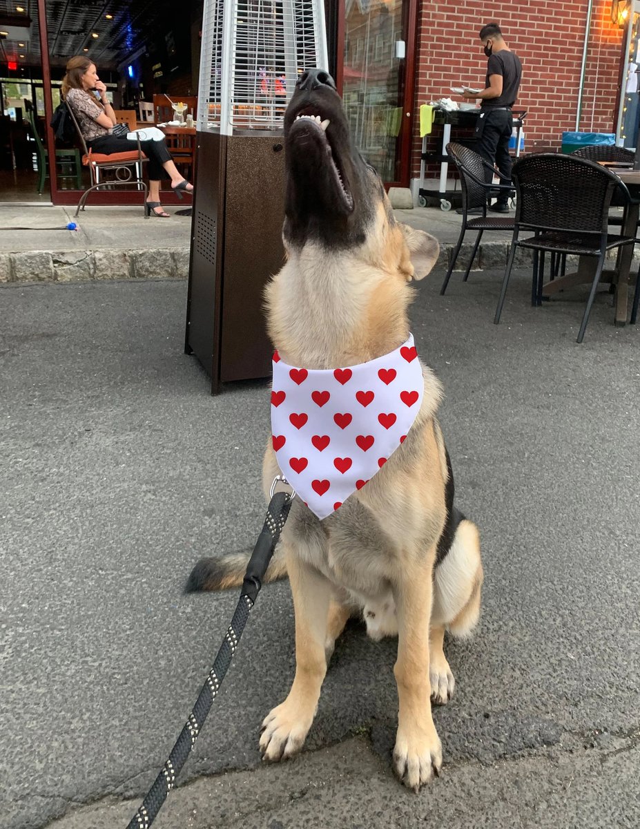 We LOVE this dog bandana! Seriously, perfect for Valentine's Day! View the collection: colorbandcreative.com/product-catego… #DOGMOM #Valentinesday #doggift #puppy #Puppygift #germanshepard 

We also make CUSTOM dog bandanas.