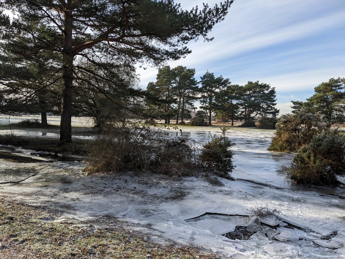 MutterEsme's tweet photo. Glorious walk in the New Forest this morning. Lots of frozen water and sunshine ❄️☀️ https://t.co/V5nND2C7mD