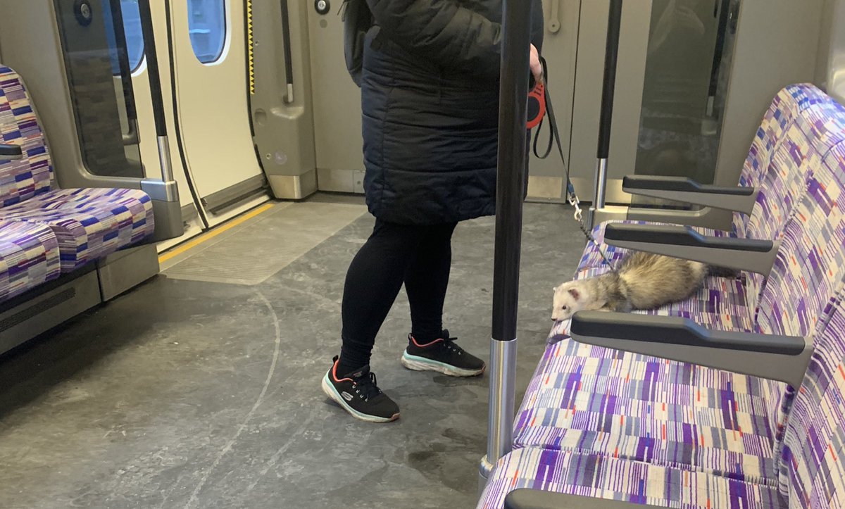 whats twitter for if not to tell everyone you saw a ferret on the tube