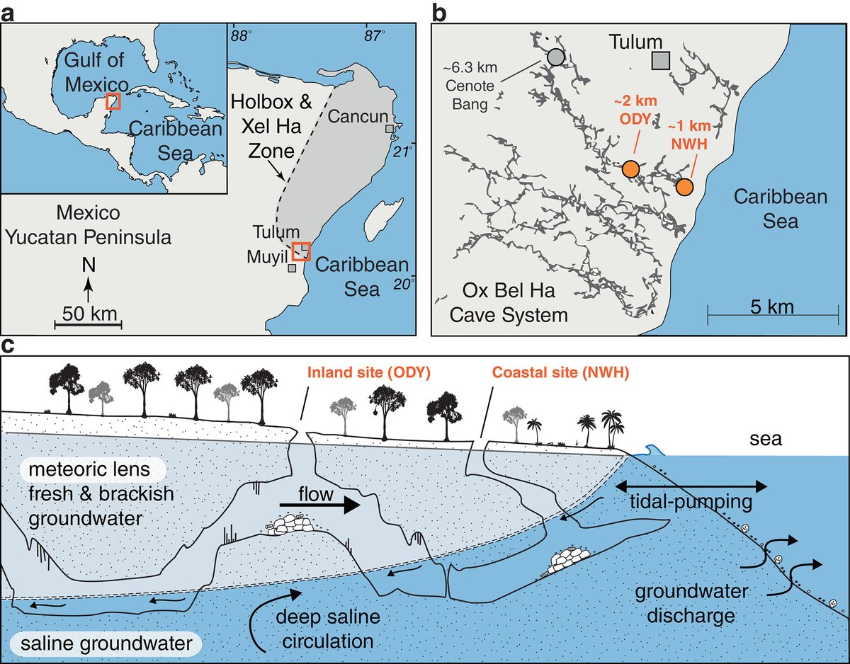 Seasonal precipitation affects carbon turnover and methane accumulation in karst subterranean estuaries. 

This Limnology and Oceanography article looks at oxygenation of a karst subterranean estuary during a tropical #cyclone 👉 ow.ly/uol250Mwk70

@aslo_org #ASLO_LO