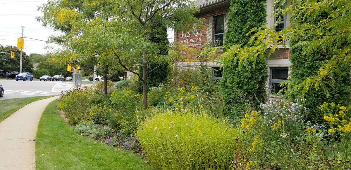 PollinateGuelph's tweet photo. PG is proud to receive #GreenerGreenspaces awards for our Gosling Pollinator Garden &amp; CRESC Pollinator Habitat projects. These awards from @SOULandCare (Society for Organic Urban Landcare) recognize those working with ecologically sound land care practices on individual projects. https://t.co/NYQIkYQrM8