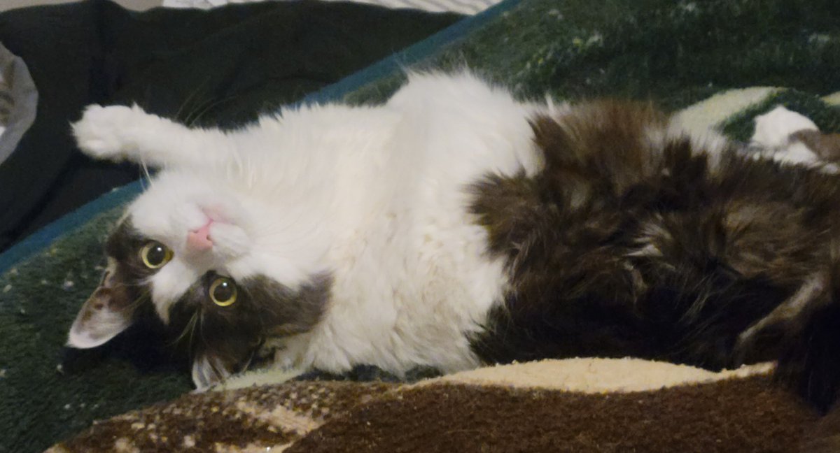 Kitty cleanse.

"I wasn't doing nuffin"