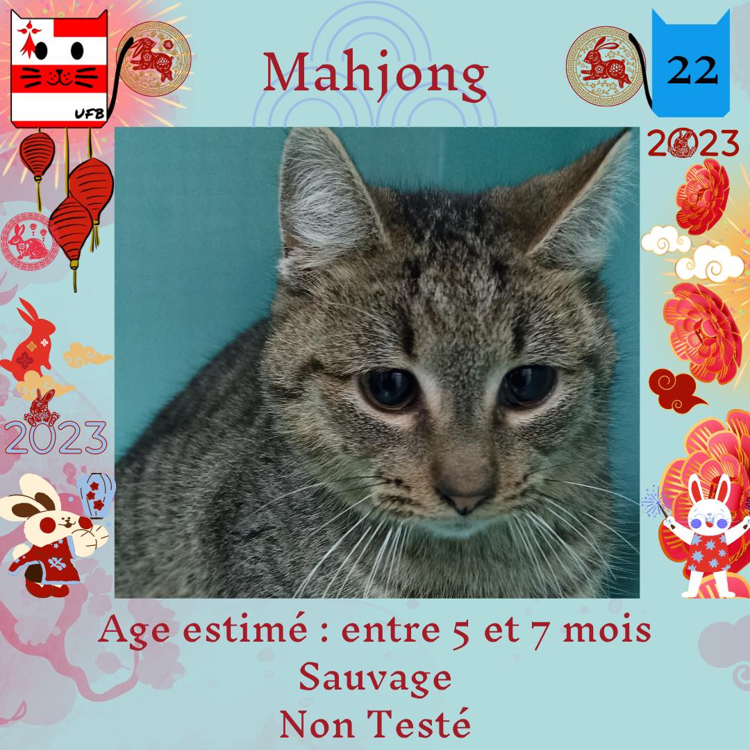 justineducern's tweet photo. Nos 4 petits protégés attendent toujours de trouver une famille aimante pour la vie! 😻
Alors si vs pensez être cette dernière, si vs avez un coup de coeur pour l'un d'entre eux, 
venez vers ns en Message Privé pour adopter !💌
Pour les aider, partagez,  commentez cette p
UFB https://t.co/huRQYFzF0a