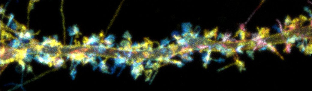 Please spread the word for this exciting Summer School on Neural Circuit Development and Plasticity in Utrecht! We are finalising the program, but already have confirmation from amazing speakers. Soon to be updated! For now, check out: utrechtsummerschool.nl/courses/life-s…