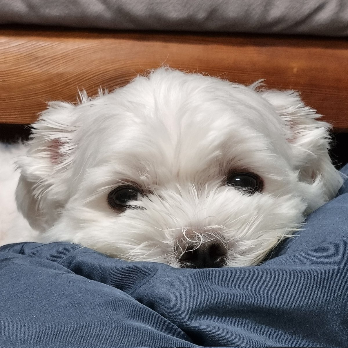 차슈/리플🎗 (@CHASHUZ) / Posts / X