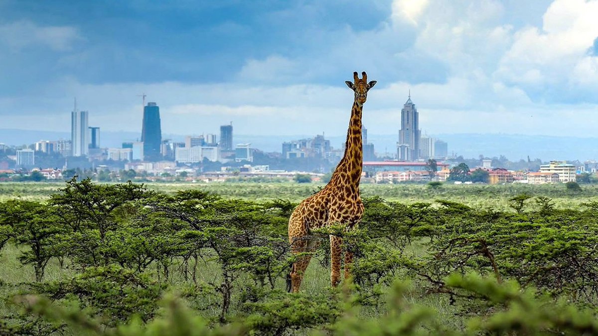 Africalive24's tweet photo. The Nairobi they won't show you. 

Did you know?
#Kenya is the only country that has a National Park in the heart of the city.
Nairobi National Park was established in 1946 about 7 km (4.3 mi) south of Nairobi https://t.co/h9a80tvW3C