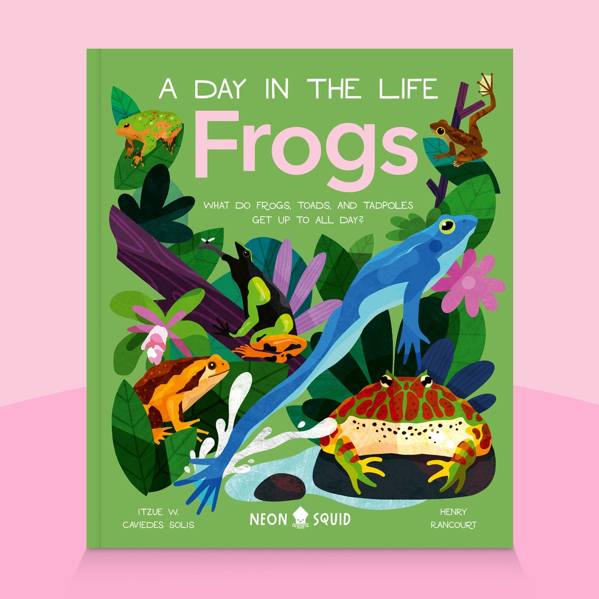 Neon Squid (@neonsquidbooks) on Twitter photo Get ready to meet see-through frogs, tiny tadpoles, and rampaging toads in the next book in our A Day in the Life series: Frogs 🐸
Led by expert <a href="/ItzueCS/">Itzue W. Caviedes-Solis</a>, readers will come face-to-face with these amazing creatures as they dance, hunt, and fight their way through their day! ⬇️ Get ready to meet see-through frogs, tiny tadpoles, and rampaging toads in the next book in our A Day in the Life series: Frogs 🐸
Led by expert <a href="/ItzueCS/">Itzue W. Caviedes-Solis</a>, readers will come face-to-face with these amazing creatures as they dance, hunt, and fight their way through their day! ⬇️