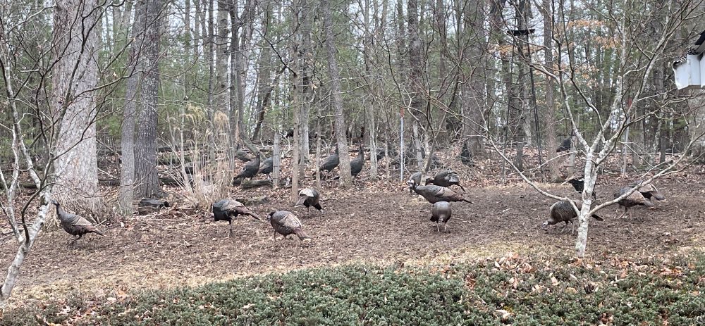 How many wild turkeys can you spot in this photo?  I counted somewhere over 25 while taking this, and I know I missed some behind the trees or further up in the woods. #backyardwildlife