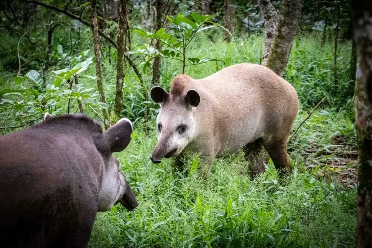 Refauna (@projeto_refauna) on Twitter photo Antas em processo de aclimatação na @REGUABrasil, em um projeto que conta com a parceria do Projrto Guapiaçu e Instituto ASA, dos Zoos de Rio Preto, São Carlos, <a href="/bioparquedorio/">BioParque do Rio🐾</a> e <a href="/institutocc/">Instituto Conhecer para Conservar</a>
Elas vão se juntar às outras 14 para fundar a população, a única do estado do RJ Antas em processo de aclimatação na @REGUABrasil, em um projeto que conta com a parceria do Projrto Guapiaçu e Instituto ASA, dos Zoos de Rio Preto, São Carlos, <a href="/bioparquedorio/">BioParque do Rio🐾</a> e <a href="/institutocc/">Instituto Conhecer para Conservar</a>
Elas vão se juntar às outras 14 para fundar a população, a única do estado do RJ