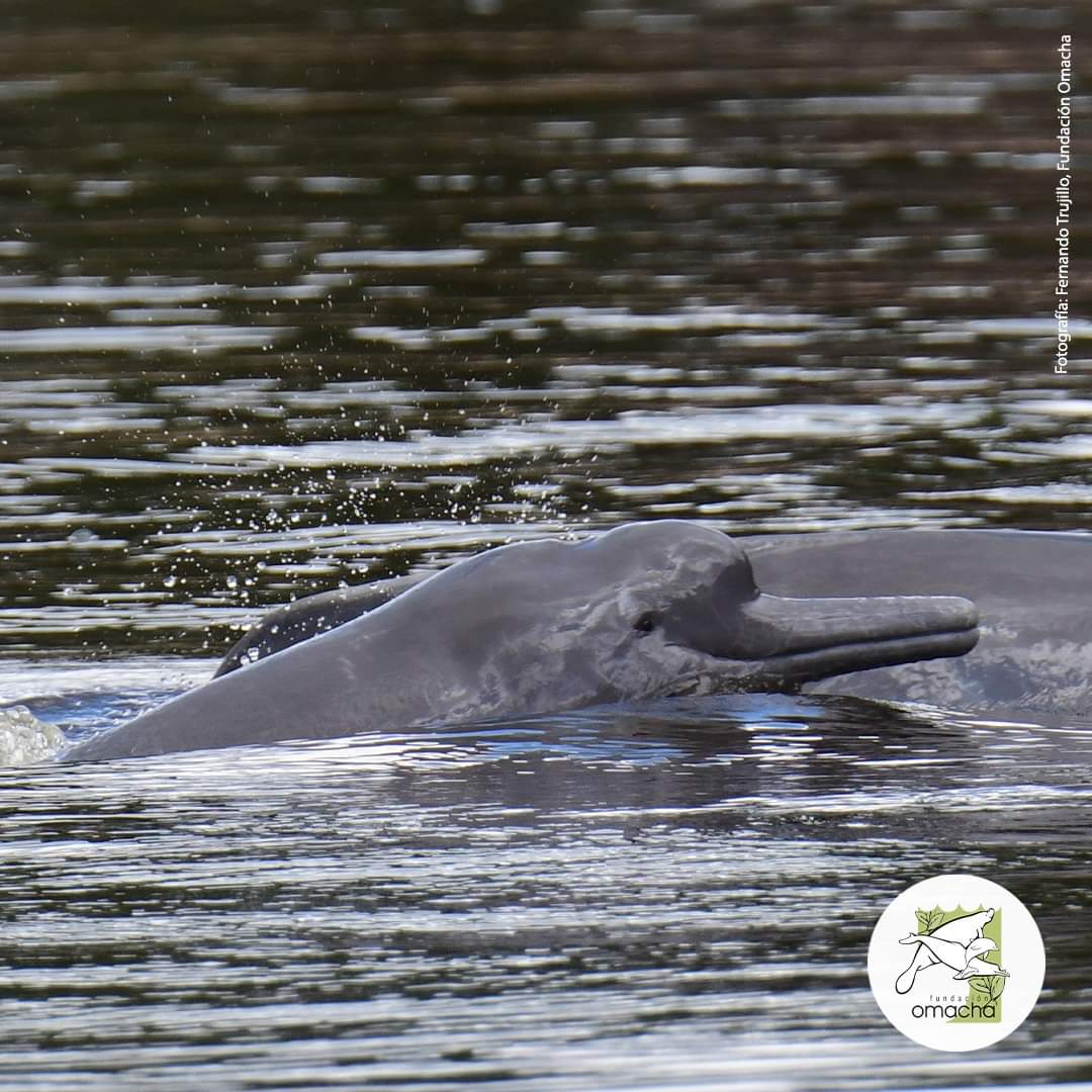 FundacionOmacha's tweet photo. #Felizlunes | Inicia la semana con esta hermosa fotografía de Inia geoffrensis, conocido como #bufeo, #tonina, o #delfínrosado. ¿Pero este individuo por qué no presenta tonos rosados? 🤔👇
#Sabiasque su coloración es variable, con crías de color gris oscuro... 🪡 https://t.co/8xU3O5twLD