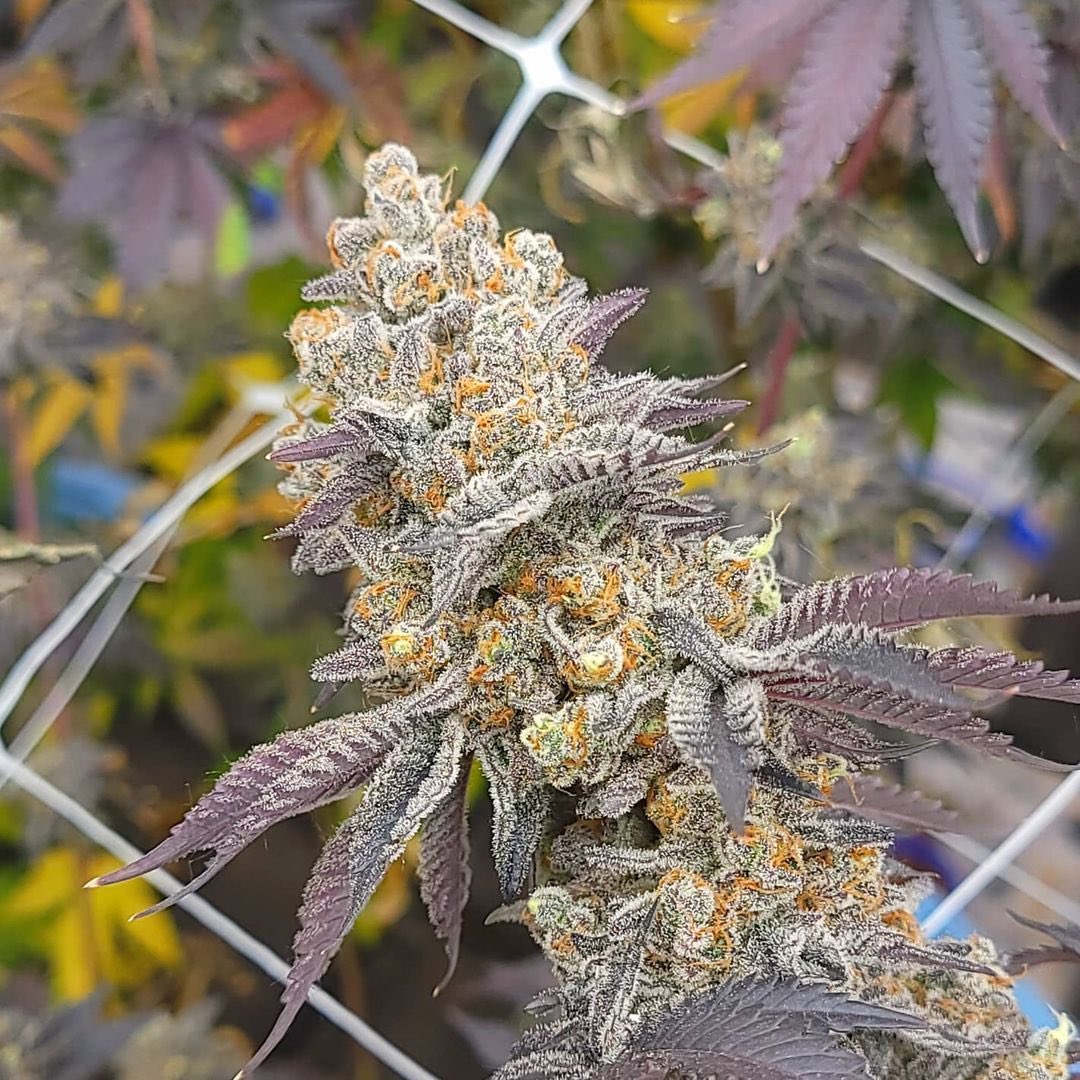 WeedGolD tweet media