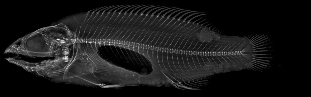 Katie_and_Fish's tweet photo. The first of maaaaany x-rays as I explore how nutritional factors impact the skeletal health of ballan wrasse!
#aquaculture #cleanerfish https://t.co/gHdSaFuna0