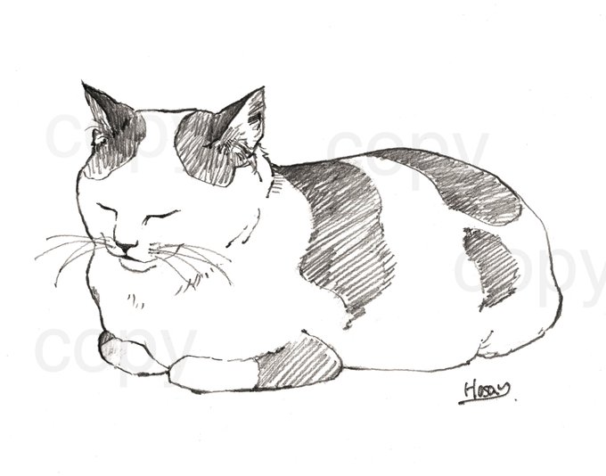 エキゾの醍醐味。 輪郭のかわいさ。 #エキゾチックショートヘア