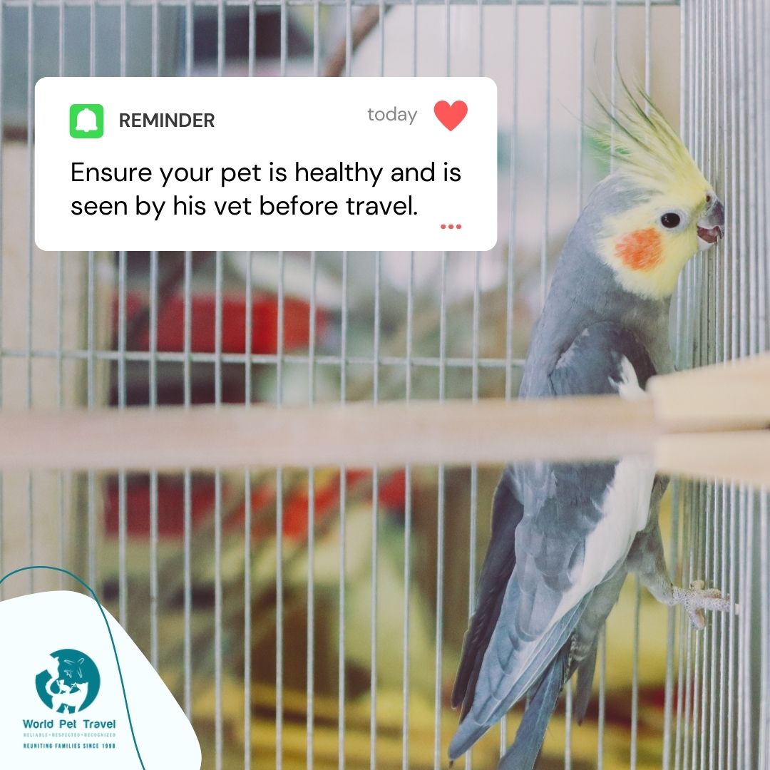 WorldPetTravel's tweet photo. Traveling with your furry companion? Make sure they're in top health by scheduling a vet check-up before hitting the road. Don't forget to ensure they have all the necessary vaccinations and paperwork for travel.
#VetCheckup #TravelWithPets #PetHealth #PetTravel #Vaccinations https://t.co/LX4V8O7uqn