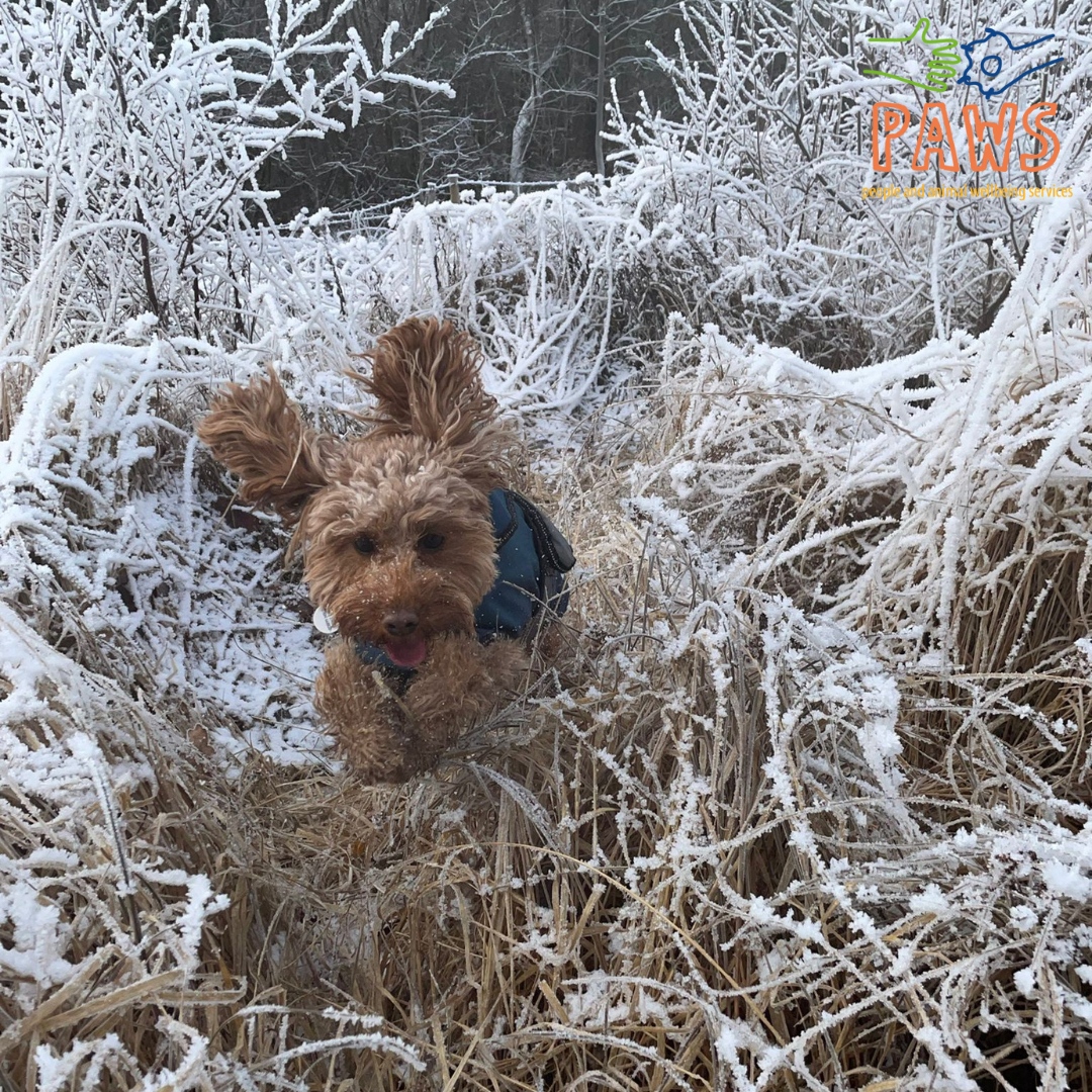 We are saying farewell to Luna as she ventures into a new land! Her hooman has decided to have a career change and Luna will now be exploring the non working world!

#schooldog #animaltherapy #counsellors #educators #therapist #therapy #neurodivergence #sen #school
