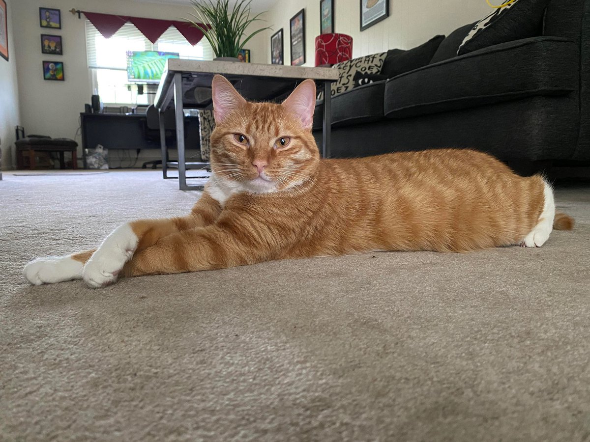 sidweiss's tweet photo. @adirenzo6 @DawnStensland Archie is all better now. He won’t have to have surgery. UTI is gone. Thank You so much for your prayers. Archie says hi and thank you. https://t.co/pO7O8AR6yt