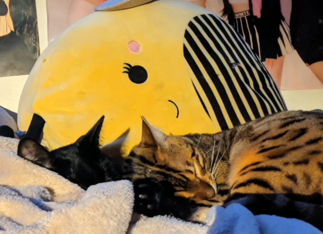B1OhAzAr_D's tweet photo. @TweetsOfCats I GOT TWO CATS FOR THE PRICE OF ONE I WIN https://t.co/wbQ8zbymt8