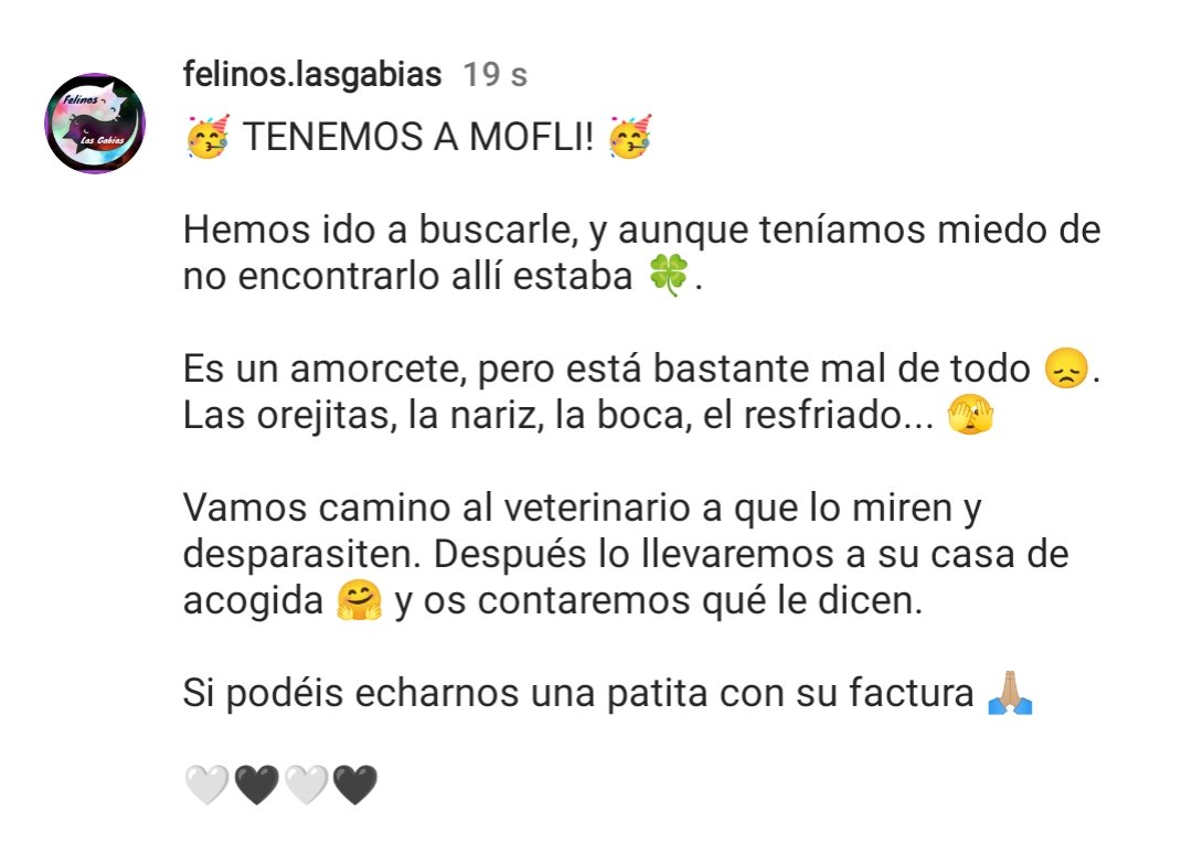 Felinos_Gabias's tweet photo. 🥳 TENEMOS A #MOFLI 🥳
VA CAMINO AL VETERINARIO
SI PODEIS ECHARNOS UNA PATITA CON SU FACTURA 🙏🏼 https://t.co/xrVIYmVOUJ