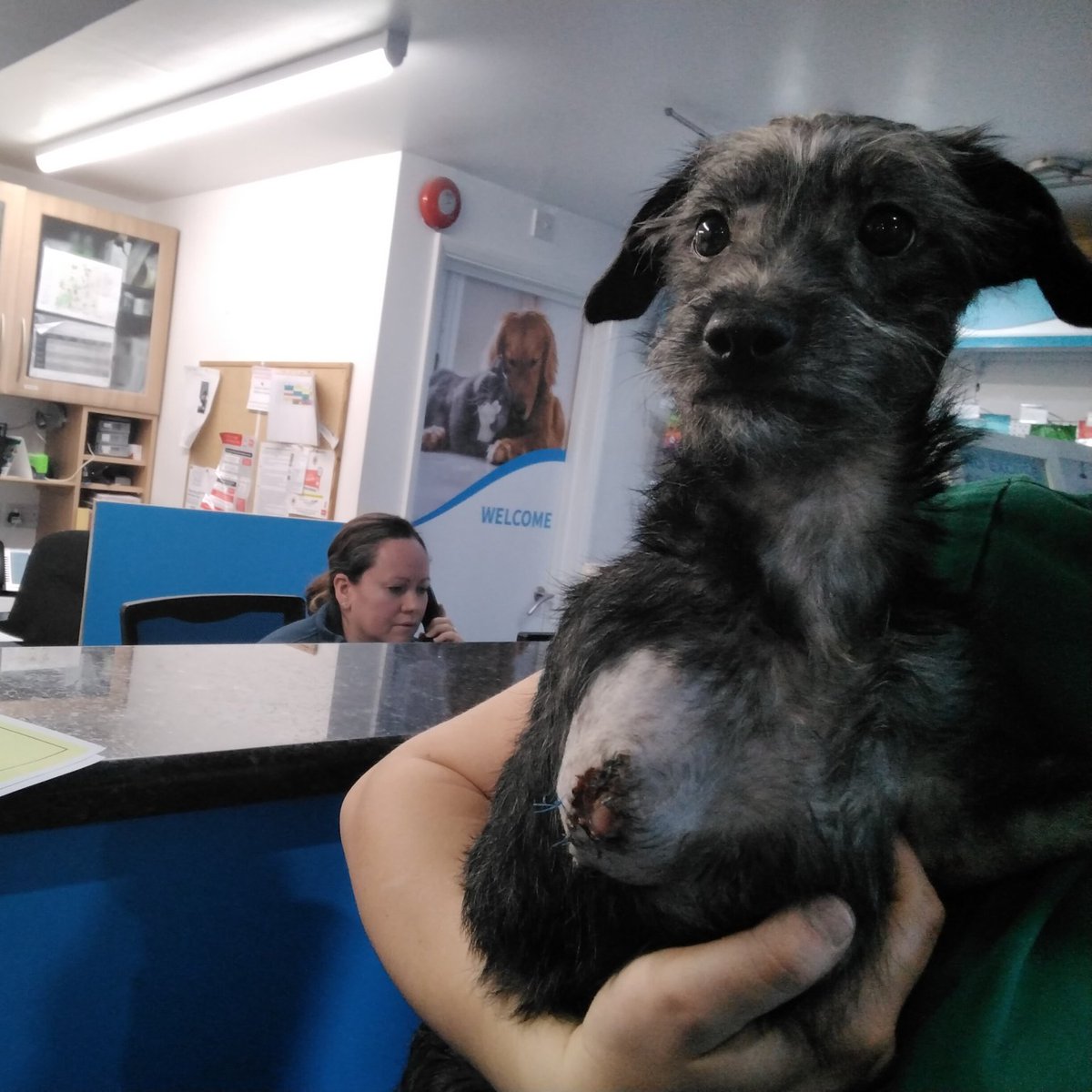 AdoptionsUk's tweet photo. URGENT, please retweet to HELP FIND THE OWNER OF THIS PUPPY FOUND WITH A RECENTLY AMPUTATED LEG #GREATOFFLEY  #HERTFORDSHIRE 

She is a Patterdale Cross, no microchip. She could be missing from another region. 
Please give an extra retweet 🌟

DETAILS 👇
https://t.co/UUUz8P3UzH https://t.co/nf0If6B2xo