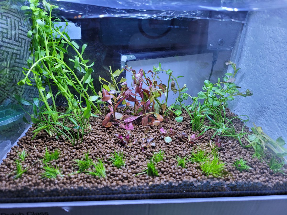 Had a nice weekend with my sister. We went to <a href="/libertystation/">Liberty Station</a> and did a nano Aquascape class in the Dutch Style <a href="/HakkaiSD/">Hakkai</a> . Steven was a great instructor.
Then, we visited <a href="/PetZoneSanDiego/">Pet Zone Tropical Fish</a> and picked up even more plants!