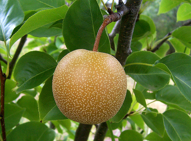 Plants_EFSA's tweet photo. #Xylella taiwanensis: EFSA recently published the pest categorisation. The only natural host  are Oriental pear and Nashi, but there is high probability that the bacteria could infect other #pear species. https://t.co/JIBwdENG3i https://t.co/essP3JnCHD