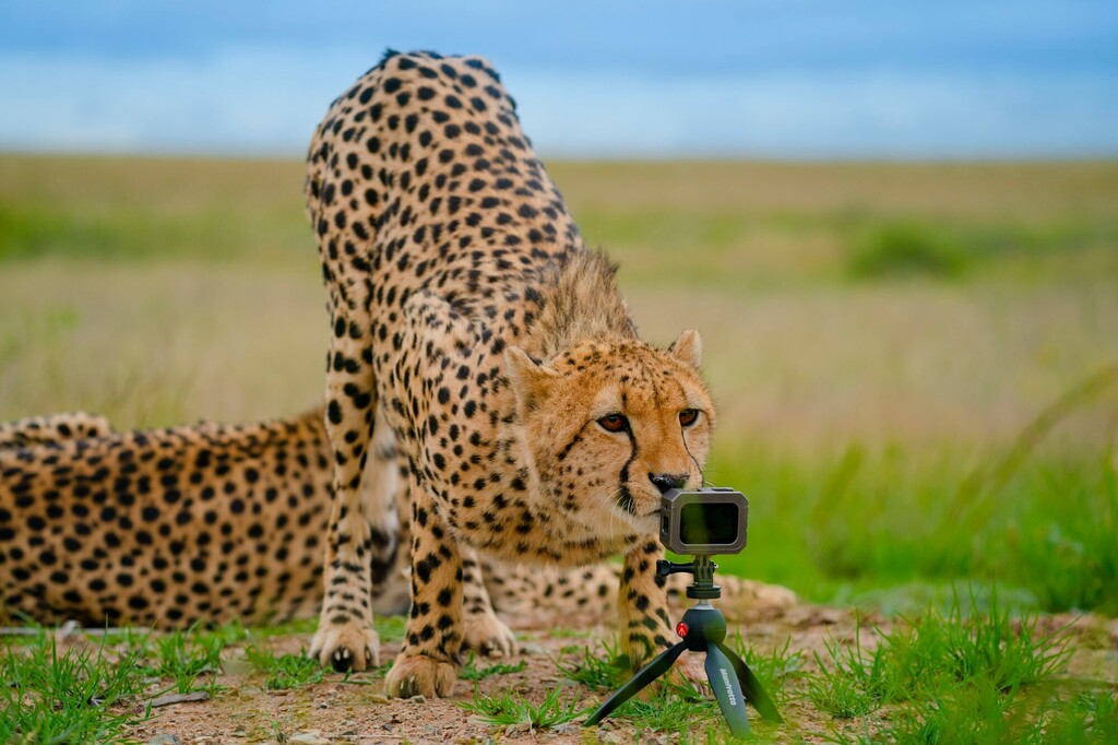 Is this thing working?

 #cheetah #southafrica #africa #ShannonWild 
#animalsultans #exclusive_animals #explore_wildlife #featured_wildlife #ignature #igscwildlife  #marvelouz_animals  #nature_perfection #wildlife_inspired #wildlife_seekers #wildlife_shots #wildlifeperfecti…