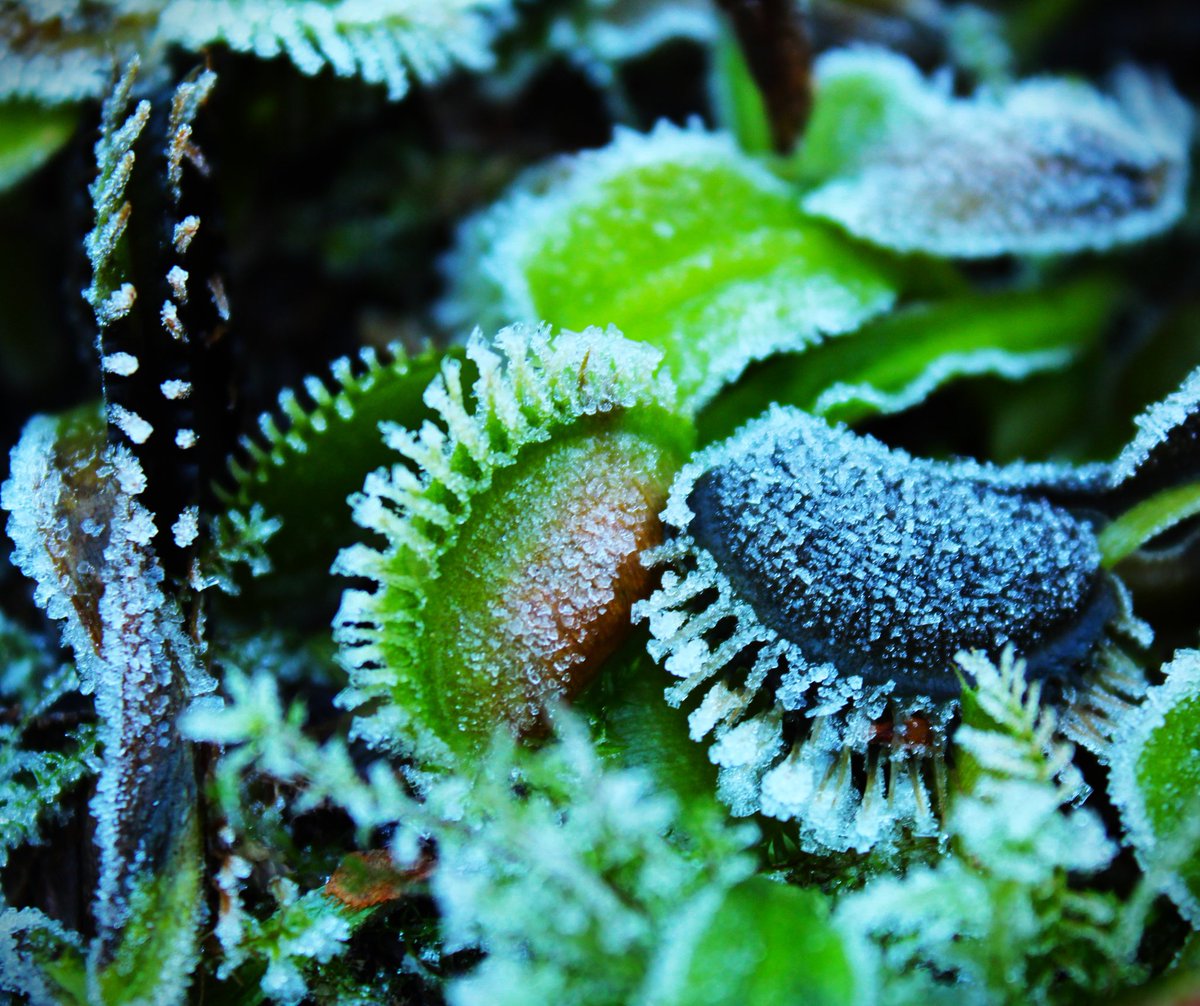 Frozen flytraps, -6°C last night 🌙 
#ice #frozen #plants #flytraps