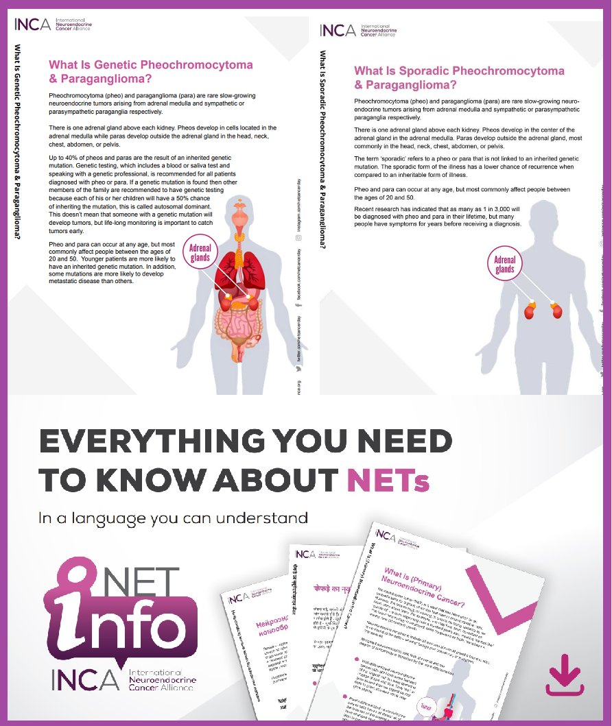 #Pheo and #para most commonly affect people between the ages of 20 - 50. A lot of patients struggle with misdiagnosis for a long time. Download our brand new #NETInfo on genetic and sporadic #pheo #para in your language: bit.ly/3XHHrlt #LetsTalkAboutNETs #EndoTwitter