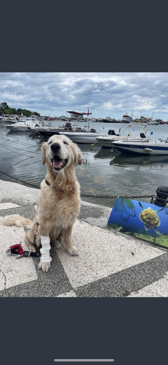 Yattığın yer incitmesin Hera💙
Çok mücadele ettin, öyle güzeldin ki bizler sana dokunmadan sen tüm yüreklere dokundun 💙
Şimdi yeşil bahçeler de koş yine 💙