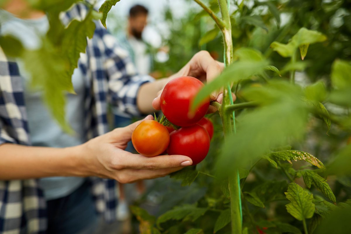 SiemensGamesa's tweet photo. 🍅 Wind power is criticized for not being as green as perceived. But did you know that annual production in Germany of tomatoes alone in one year equals the emissions of CO2 to produce a year’s worth of turbines for installation in this country? #WindNow https://t.co/EuQqPdqFAc https://t.co/Po09l2sXtv