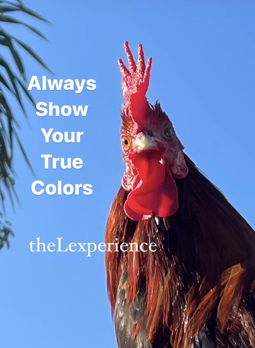 Be true to you!
#mondaymotivation #goodmorning #goodvibes #realyou #positivevibes #lifeexperience #mondayselfie #theLexperience