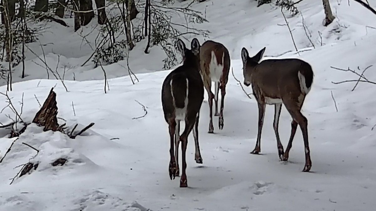 Caught on the wildlife cam #WinterVisitors #WhiteMountainsNH