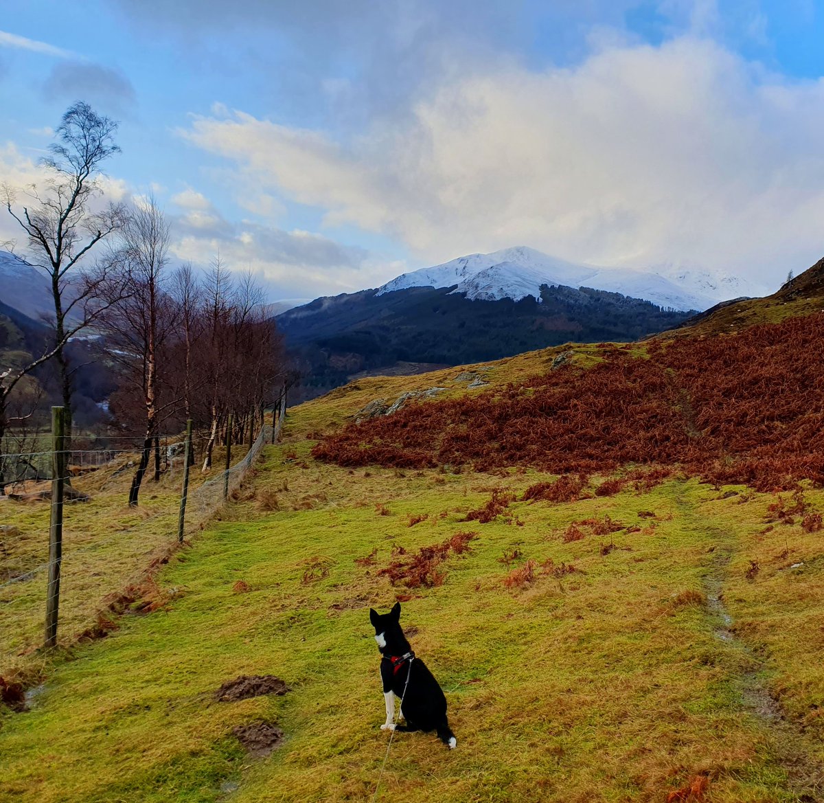 Deer diary: recent trip back to the field to check winter cameras, observe my collared deer, and have a go at some practical deer management.