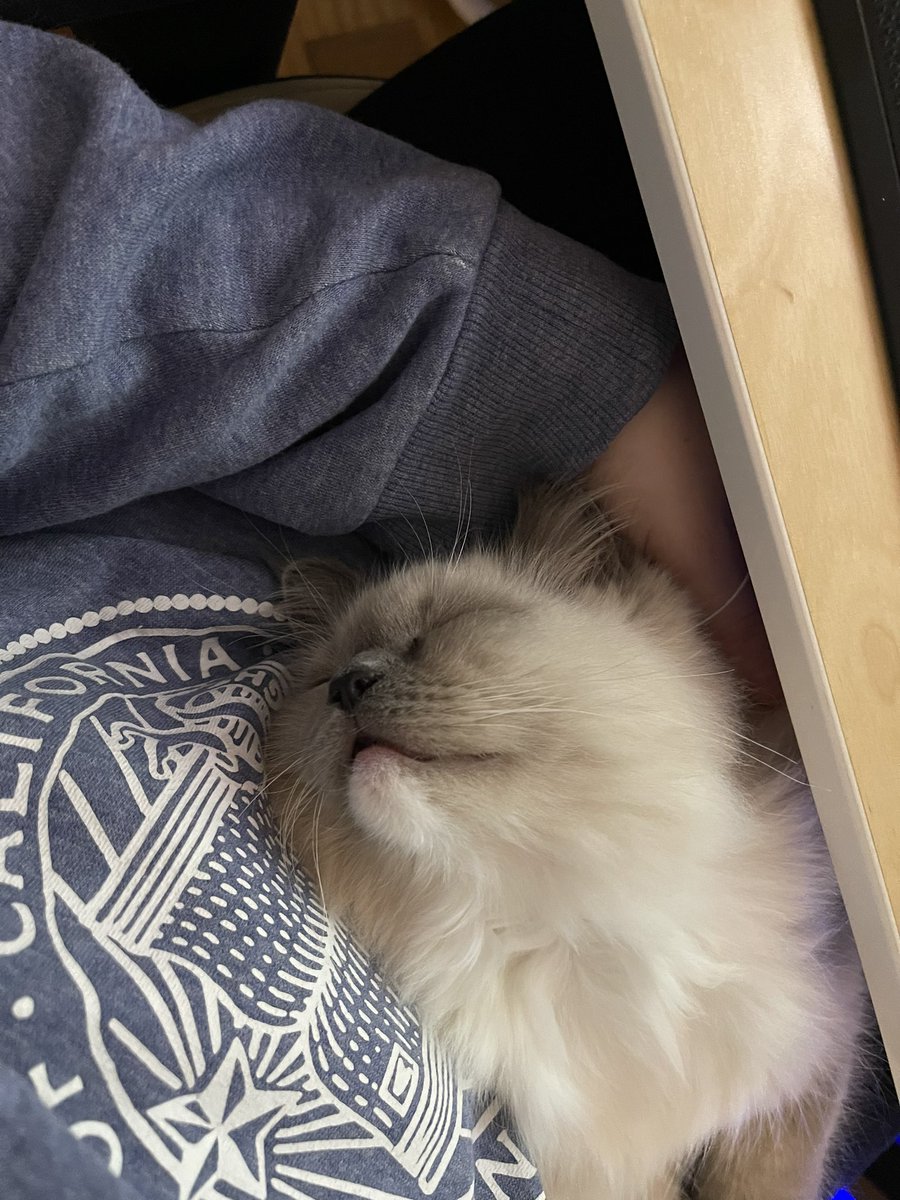 Have a cat picture Twitter 🫶🏻