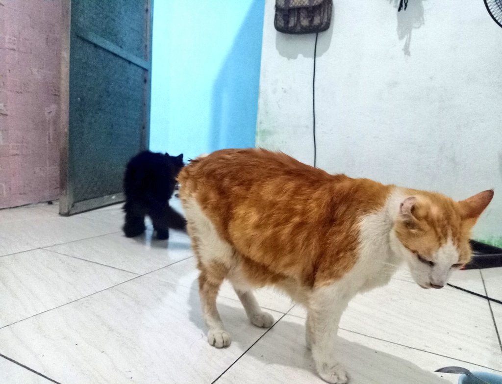 kucingposting's tweet photo. Punten. Sapinya mau lewat https://t.co/TIt8pk8IJ4