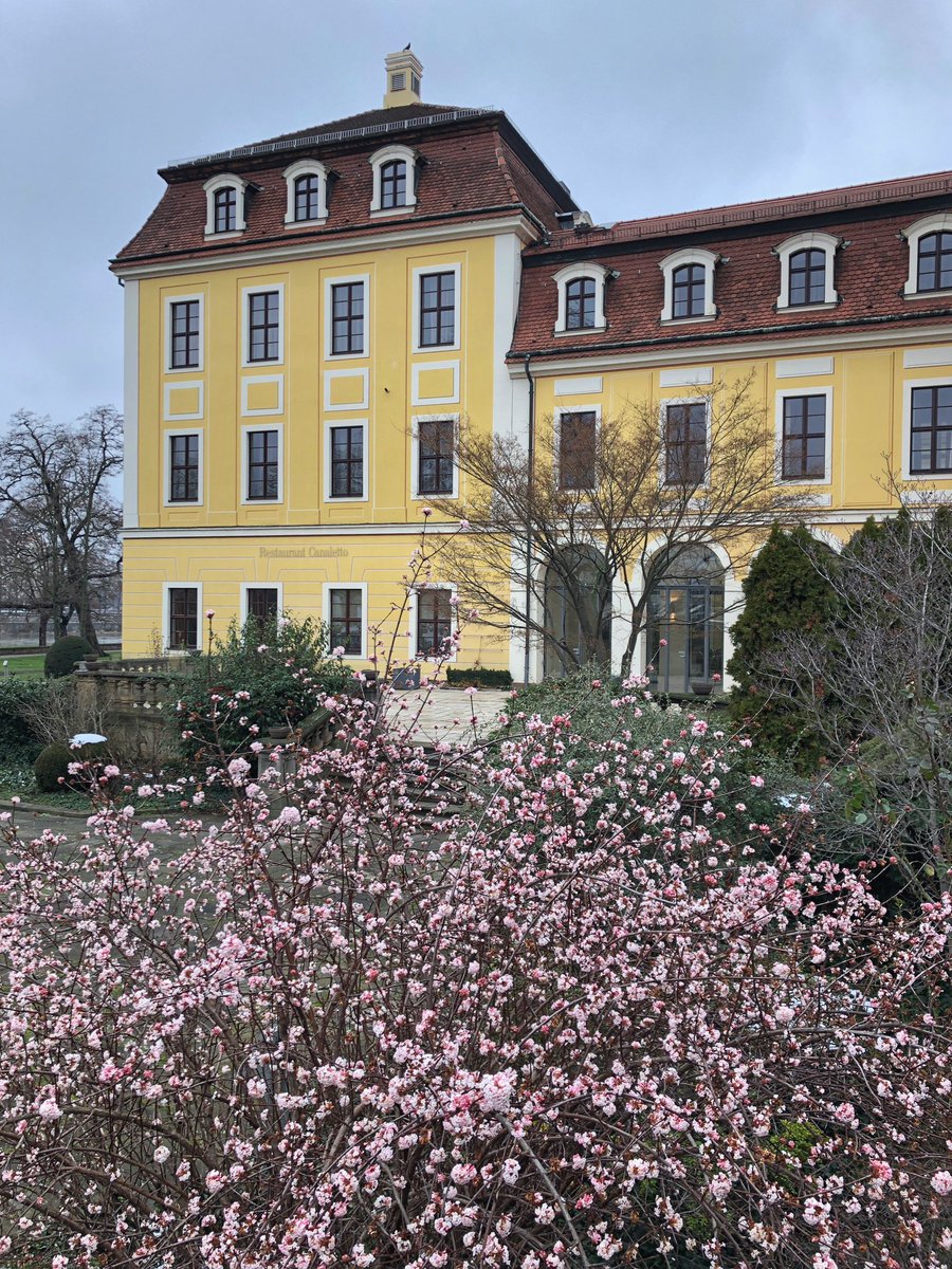 Hochtouren's tweet photo. Am Hotel Bellevue in Dresden blüht ein Duftschneeball und daneben am Blockhaus werden die Außenanlagen fertig gestellt; dort entsteht auch ein kleines Café der @skdmuseum direkt vor dem Gebäude (auf neuer Sandsteinterrasse) https://t.co/WSXTHiBfpd