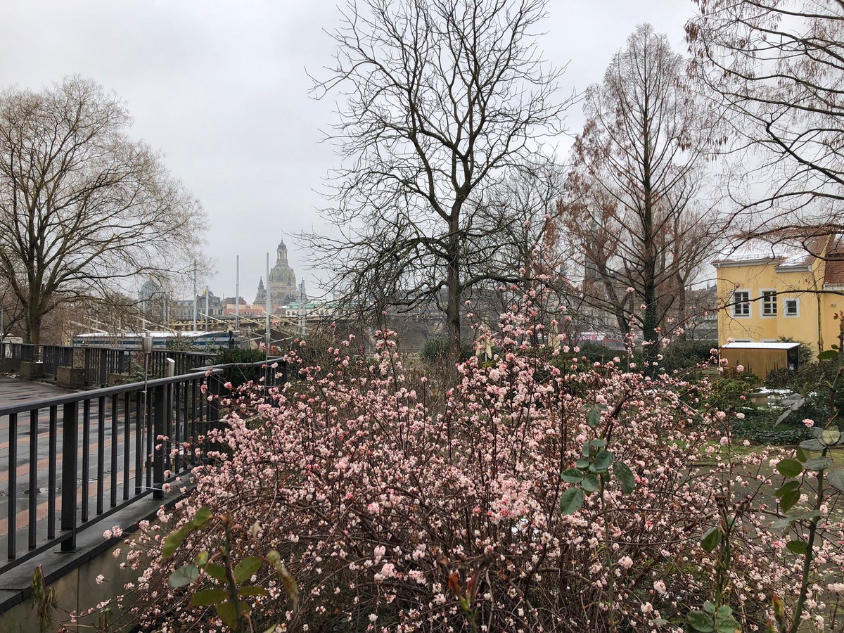 Hochtouren's tweet photo. Am Hotel Bellevue in Dresden blüht ein Duftschneeball und daneben am Blockhaus werden die Außenanlagen fertig gestellt; dort entsteht auch ein kleines Café der @skdmuseum direkt vor dem Gebäude (auf neuer Sandsteinterrasse) https://t.co/WSXTHiBfpd