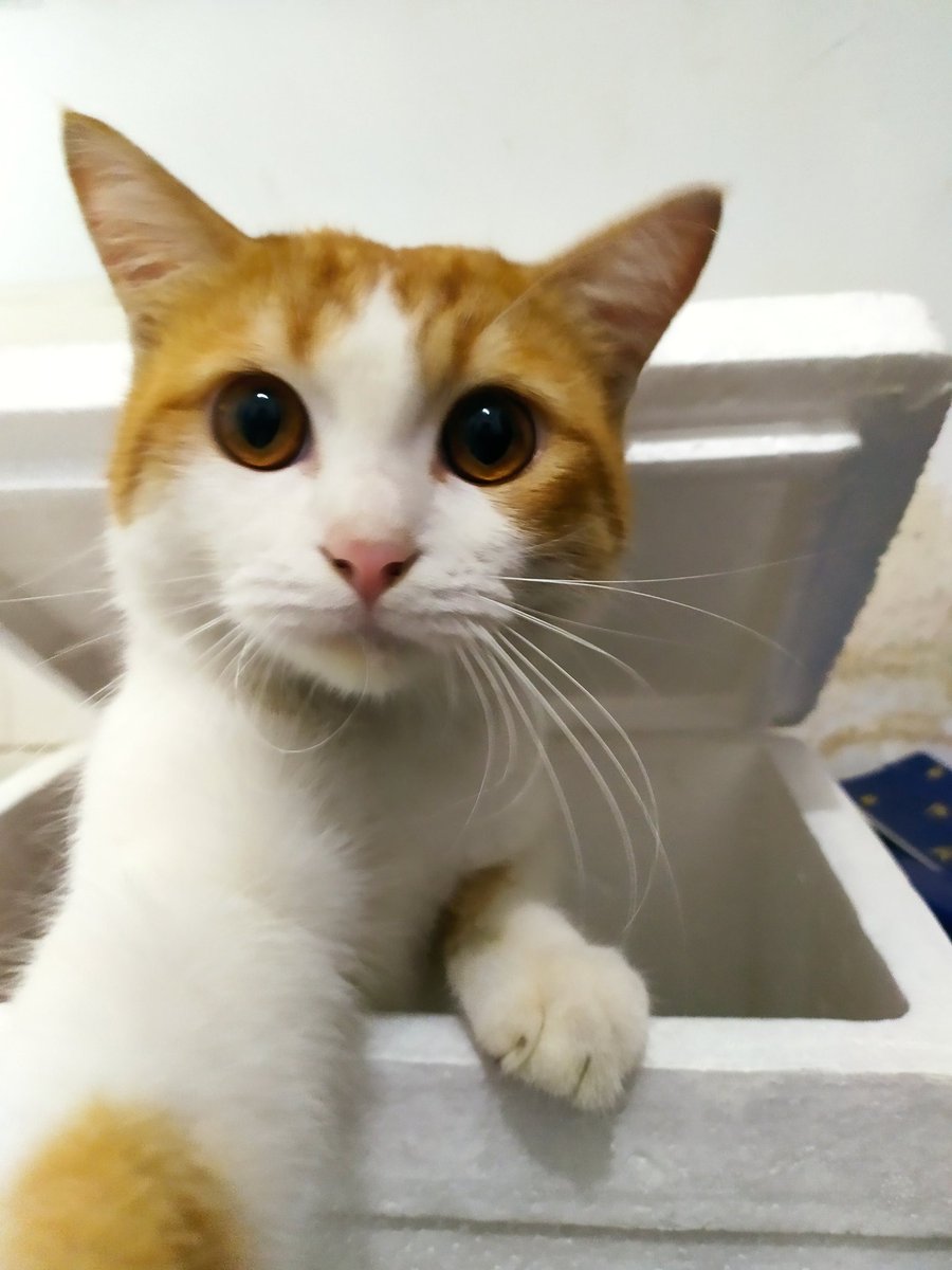 charisious's tweet image. Ciluk Baaa!