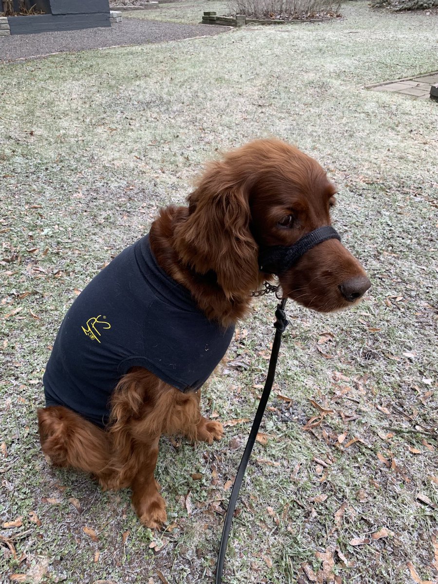 Zelda toipumassa vatsalaukun kiertymästä haavapuku päällä. #Irlannininsetteri